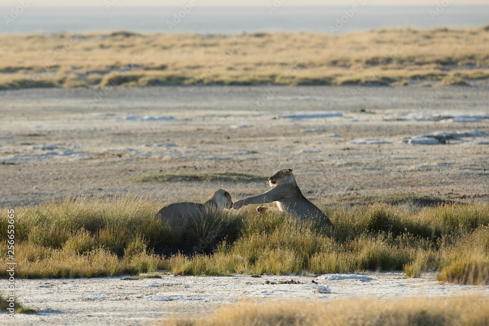 Fototapeta premium lions playing