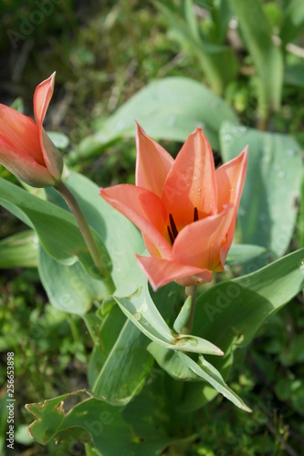 Spring Flowers in the Garden