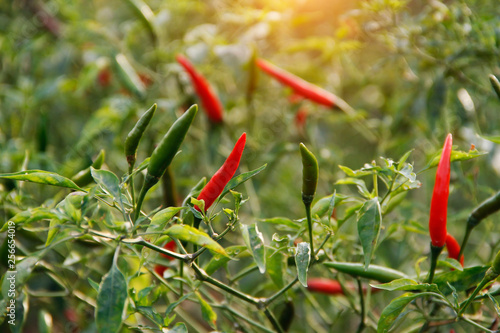 Red chili and green chili peppers on the tree in garden.