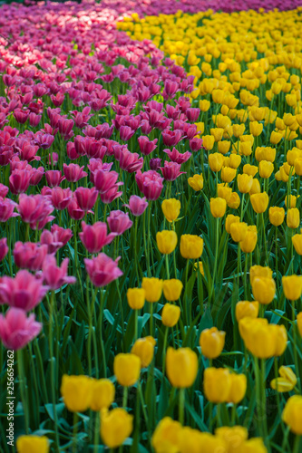 Colorful tulip flora blooming in the park