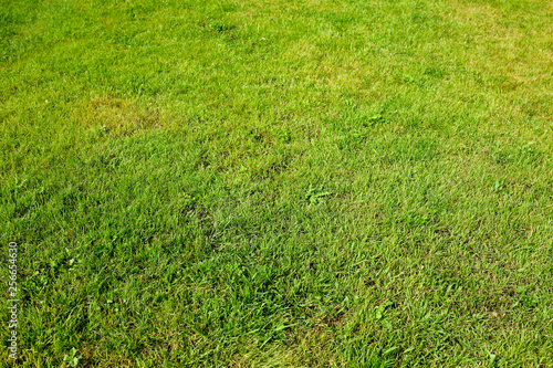 Green grass in the park as abstract background
