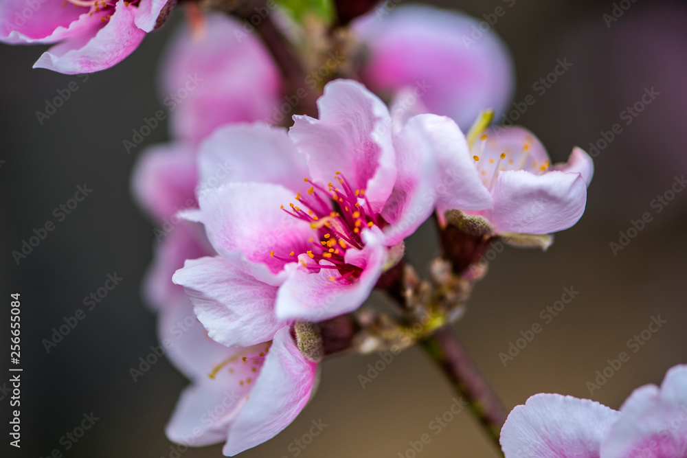 Close-up of Peach Blossoms Blooming on Peach Trees Close-up of Peach Blossoms Blooming on Peach Trees