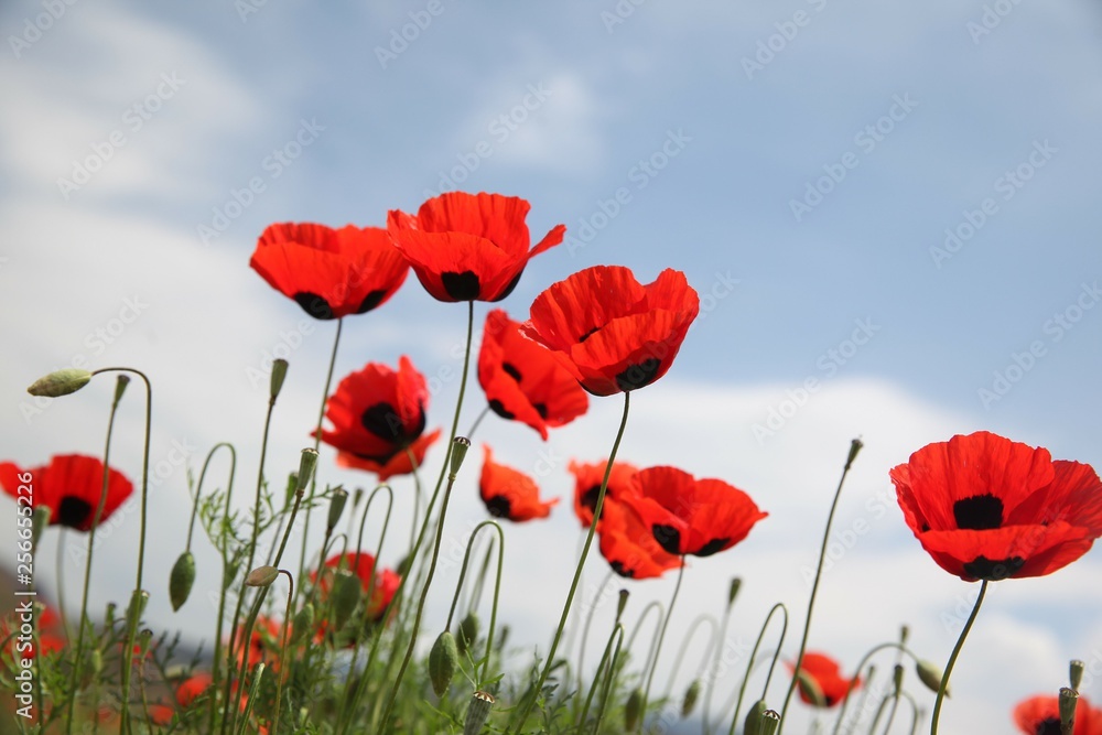 Naklejka premium Field of poppies against the setting sun.turkey