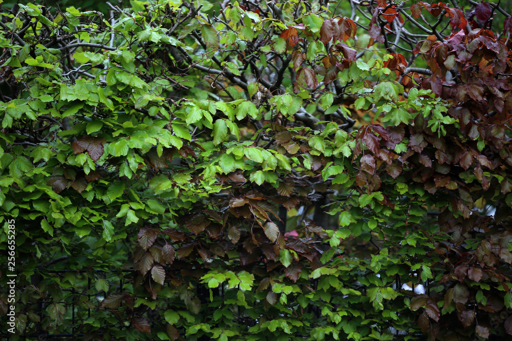 Hecke mit grünen Blättern Hecke mit grünen Blättern