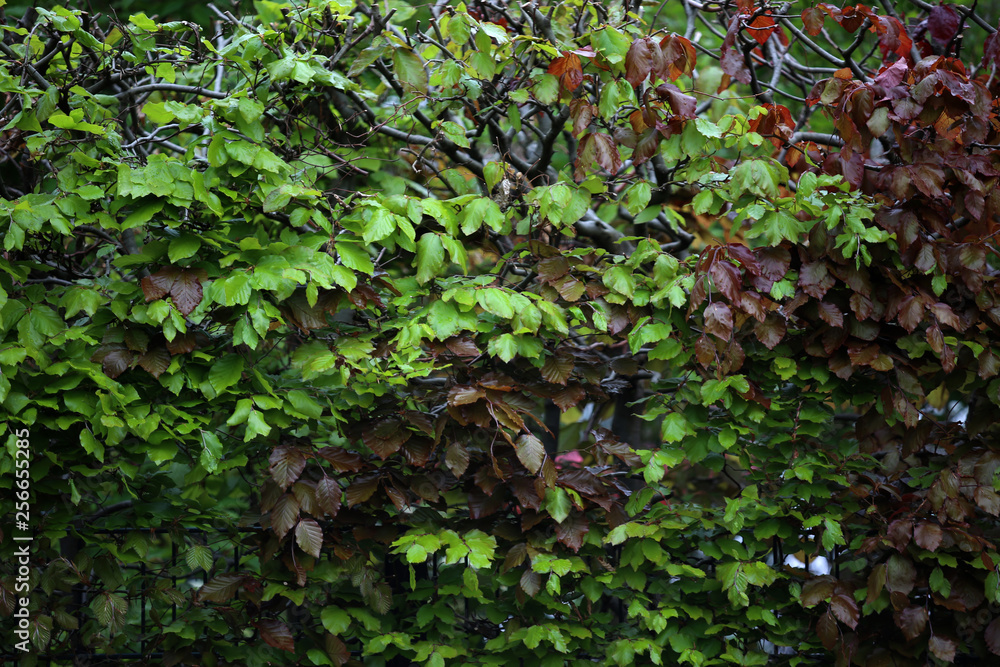 Hecke mit grünen Blättern