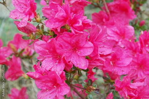Spring Flowers in the Garden