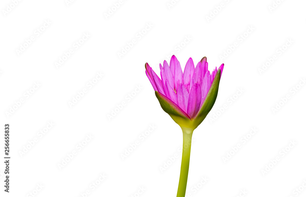 The purple lotus blossoms out beautifully,  on white background