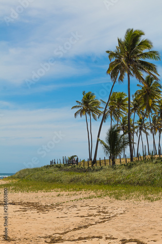palm tree on the beach © Andr