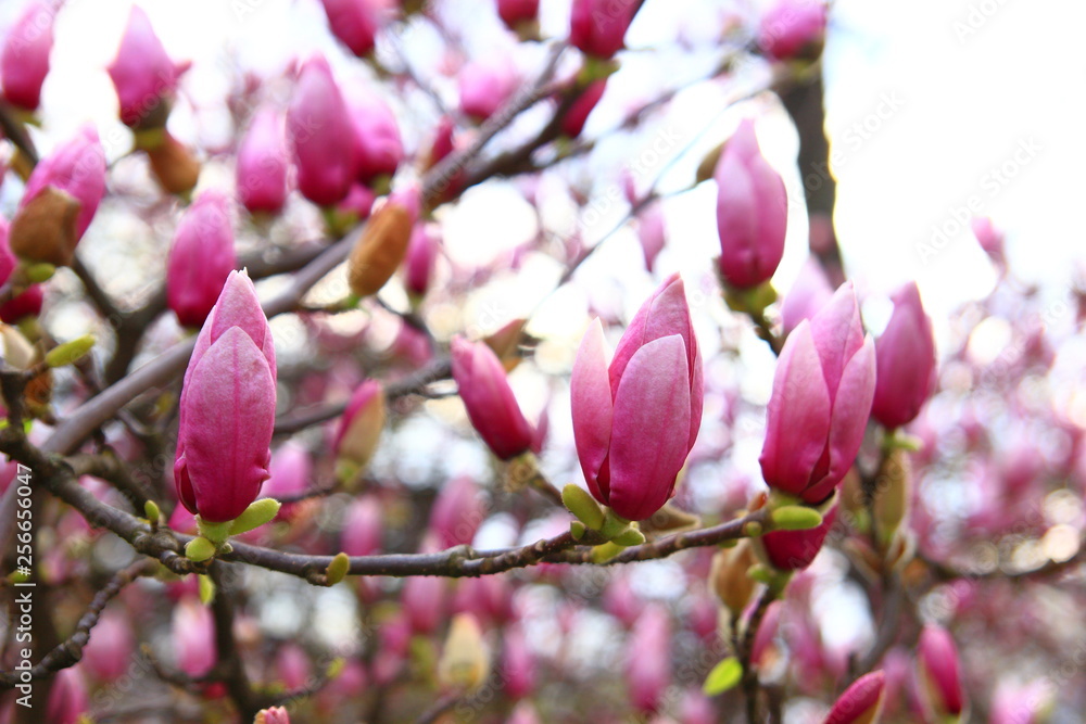 Magnolia blossom tree. Spring landscape. Magnolia blossom tree. Spring landscape.