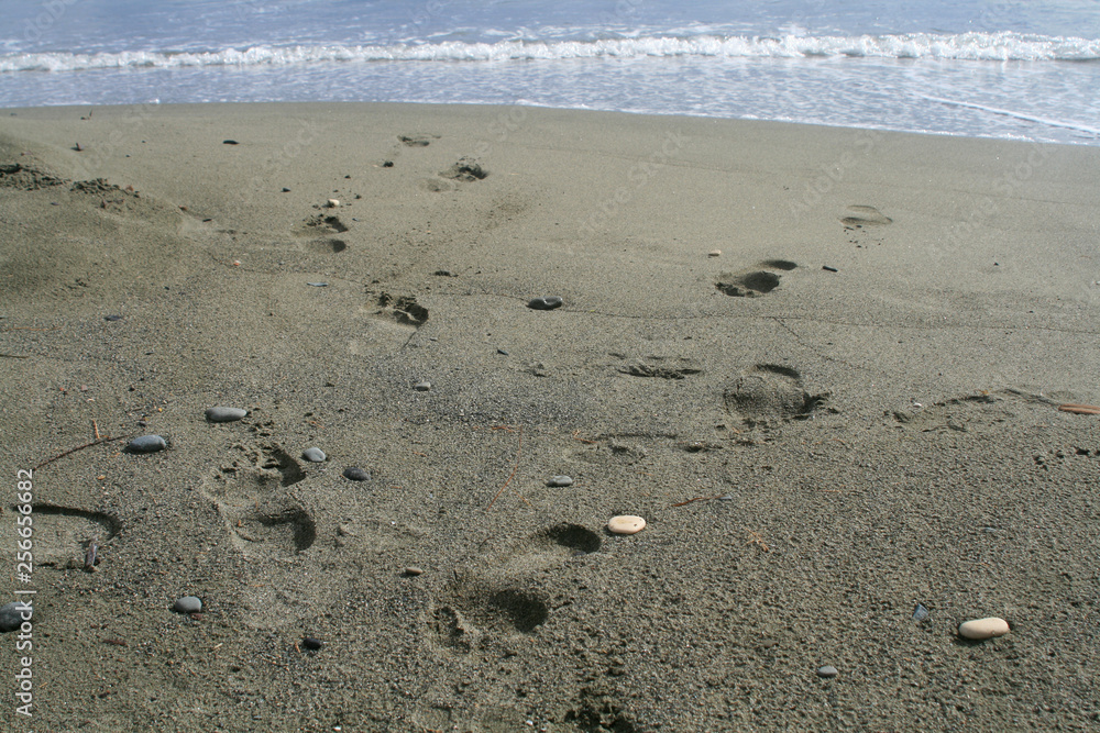 Footprints on a sandy beach Footprints on a sandy beach