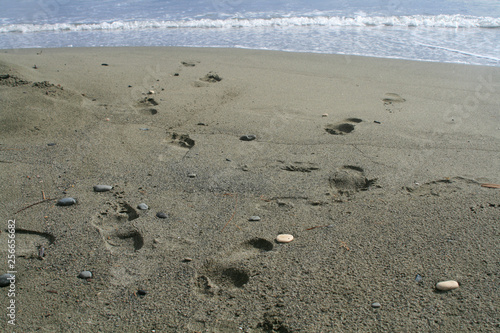 Footprints on a sandy beach 