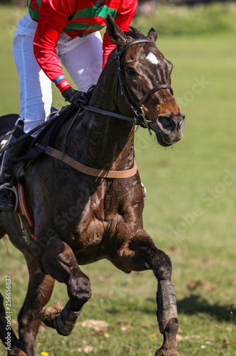 galloping Race horse and jockey close up