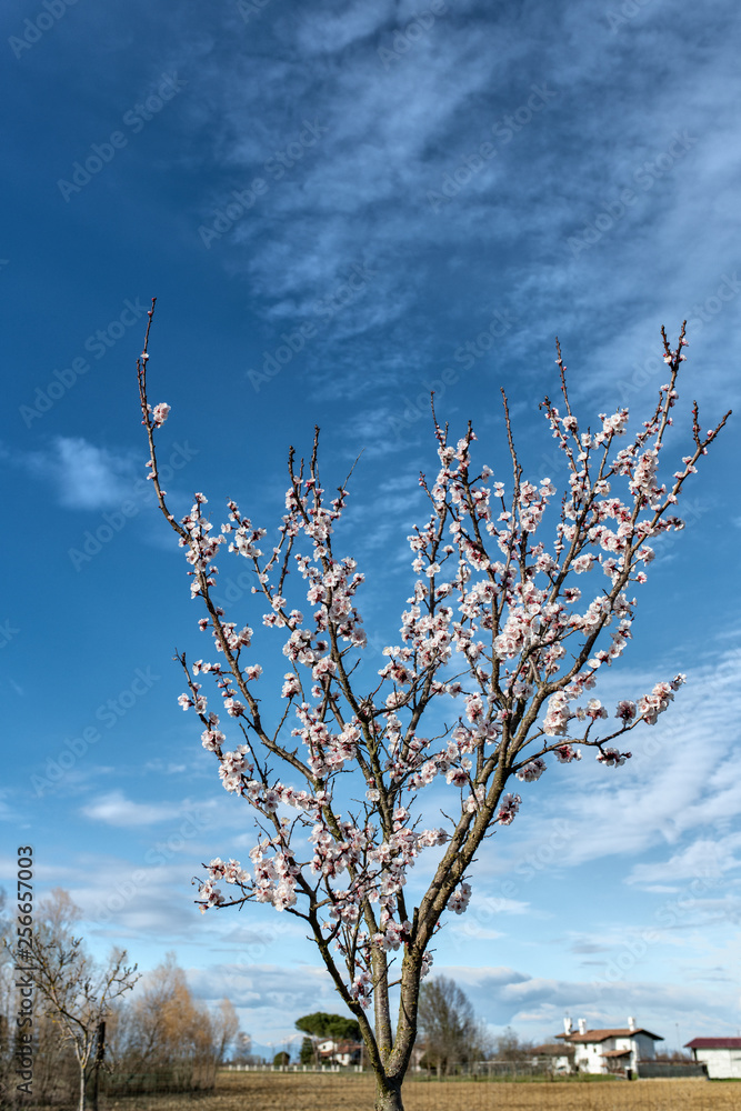 Albero di cigliegio in fiore, su sfondo di campagna con cielo azzurro Albero di cigliegio in fiore, su sfondo di campagna con cielo azzurro