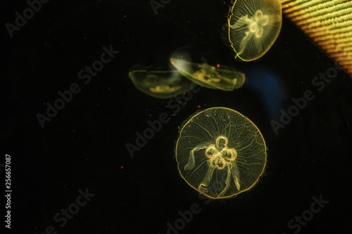 Glowing jellyfish close-up in the aquarium yellow color © volhavasilevich
