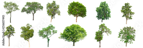 Collection of tree on white background.