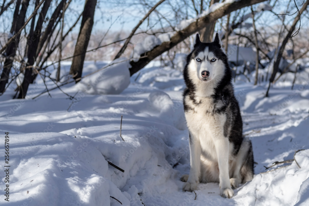 Siberian husky dog on snow in winter forest. Sunny winter background. Front view