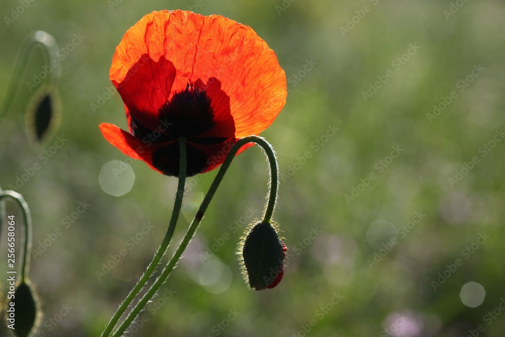 Obraz premium red poppy flowers in a field.artvin/turkey
