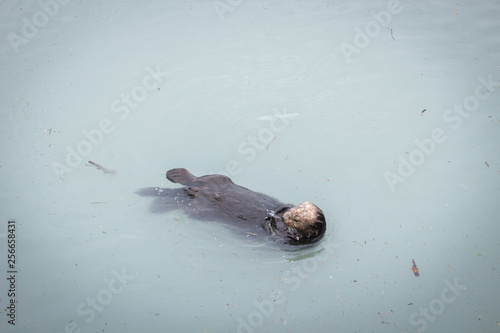 Photography sea otter