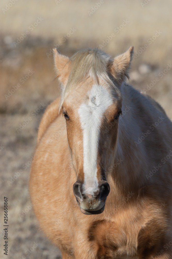 Fototapeta premium Wild Horse in Winter in Utah