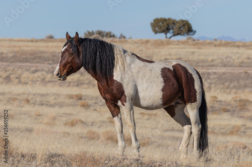 Wild Horse in Winter in Utah