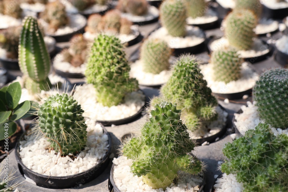 Beautiful cactus for sell Beautiful cactus for sell