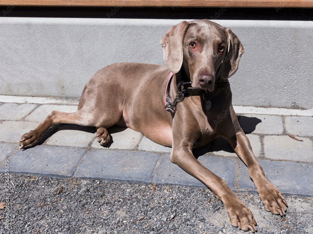 Striking short-haired silver-tan Weimaraner bitch with black collar and pink leash lying down outside in the sun looking up shyly Striking short-haired silver-tan Weimaraner bitch with black collar and pink leash lying down outside in the sun looking up shyly