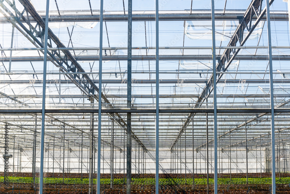 Greenhouse Lettuce Maasdijk Greenhouse Lettuce Maasdijk