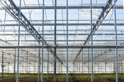 Wallpaper Mural Greenhouse Lettuce Maasdijk Torontodigital.ca