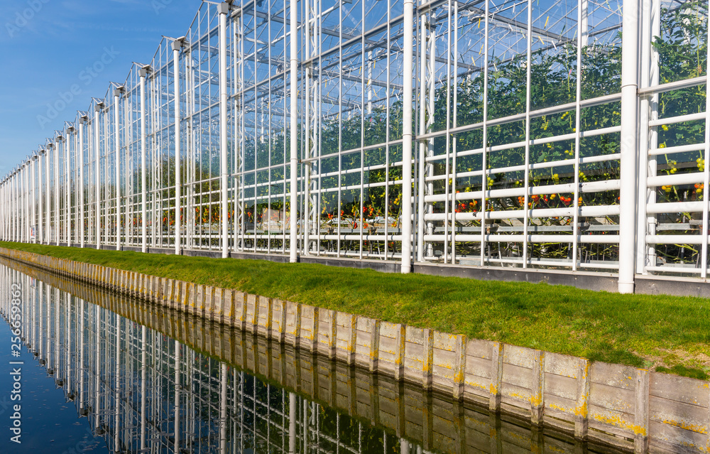 Fototapeta premium Long Tomato Greenhouse Maasdijk