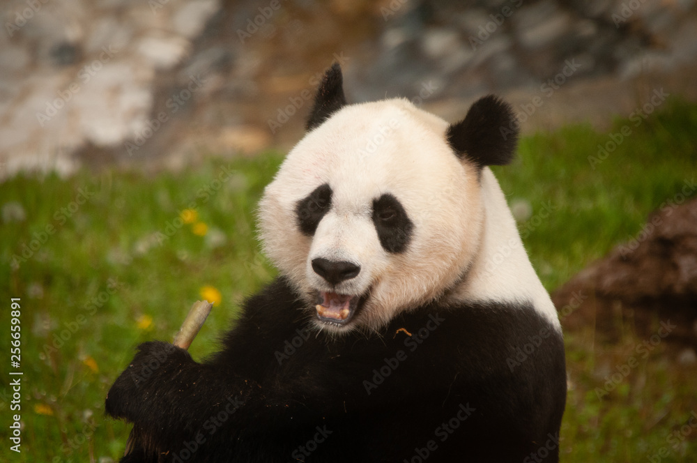 Panda Panda