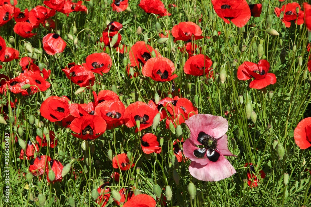 red poppy flowers in a field.artvin/turkey