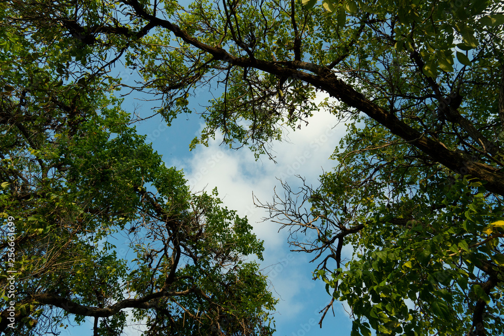 Under the shade of many branches and green leaves under the sky Under the shade of many branches and green leaves under the sky