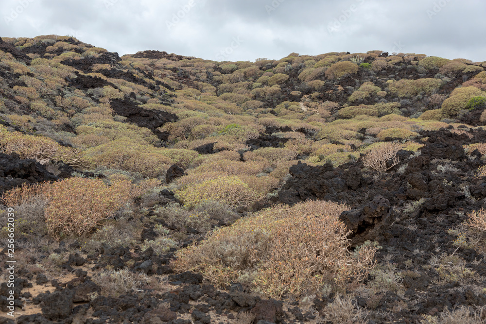 Volcanic landscape and typical vegetation in Tenerife, Canary Islands, Spain.