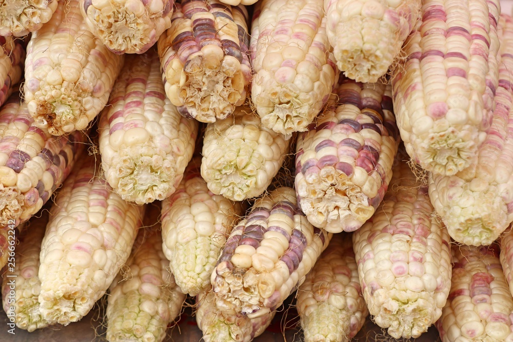 fresh corn at the market