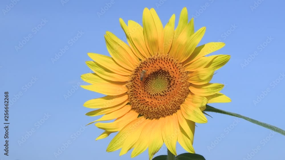 ひまわりの花 ひまわりの花