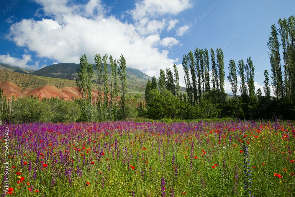 red poppy flowers in a field.artvin/turkey