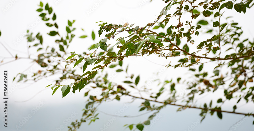 branch with green leaves branch with green leaves