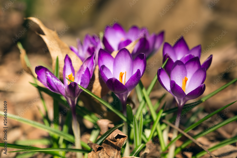 purple crocus flowers in the Spring purple crocus flowers in the Spring
