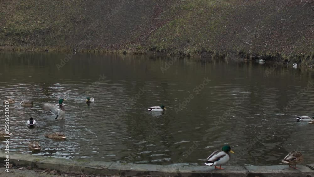 Ducks are swimming in the pond. Snelli pond. Snelli tiik. in the Toompark in Tallinn. Estonia Ducks are swimming in the pond. Snelli pond. Snelli tiik. in the Toompark in Tallinn. Estonia