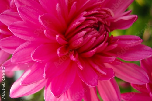 beautiful autumn pink flower chrysanthemum close up