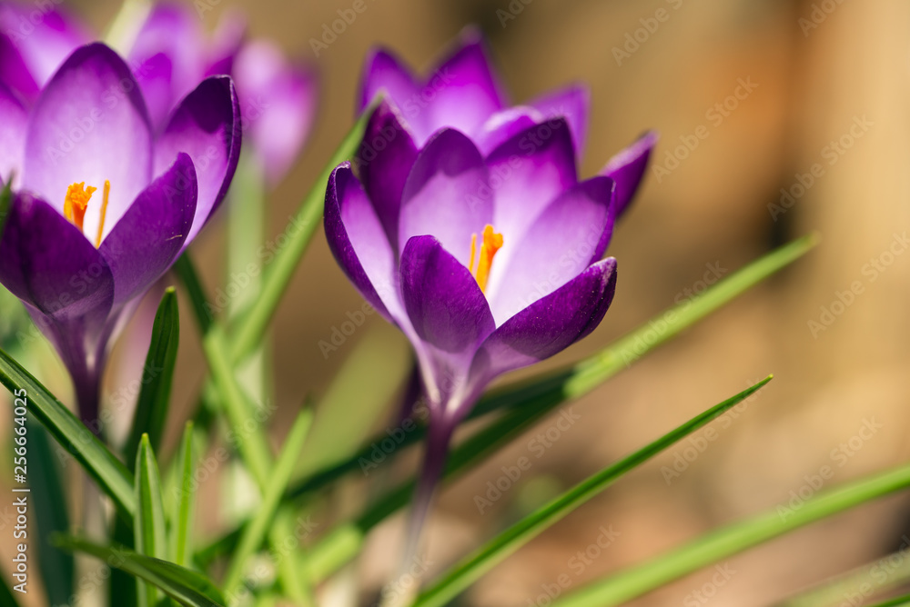 purple crocus flowers in the Spring purple crocus flowers in the Spring