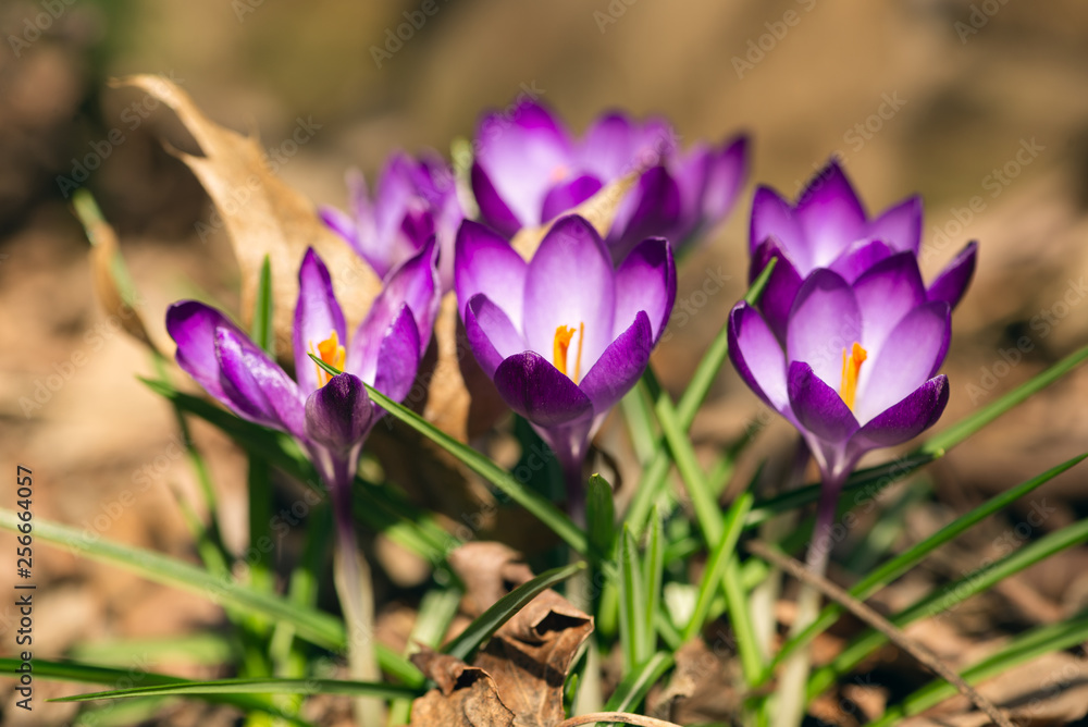 purple crocus flowers in the Spring purple crocus flowers in the Spring