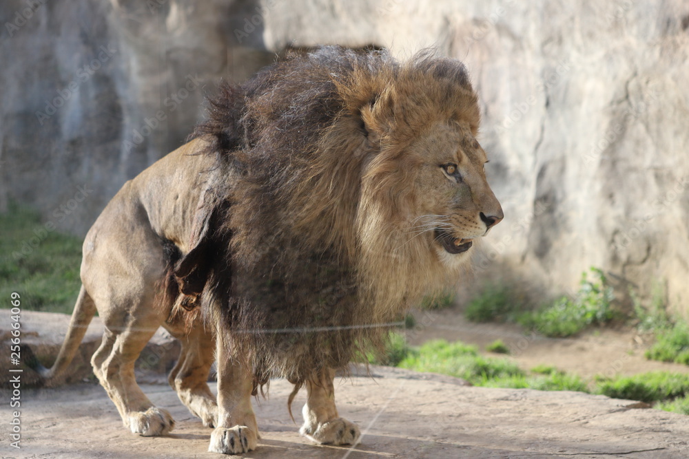 Fototapeta premium ライオン