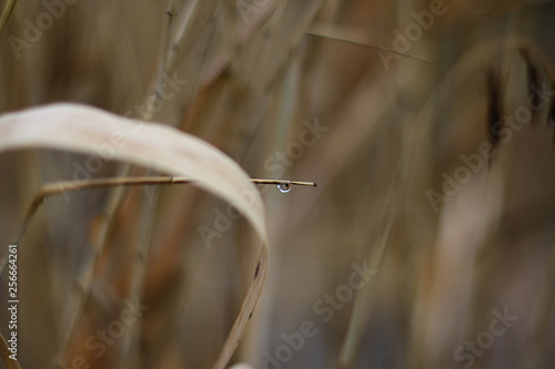 Haiku Wabi Sabi single drop of water on blade of grass