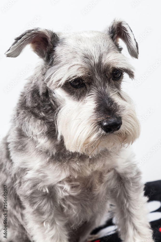 tender pet - miniature Dog Schnauzer 
