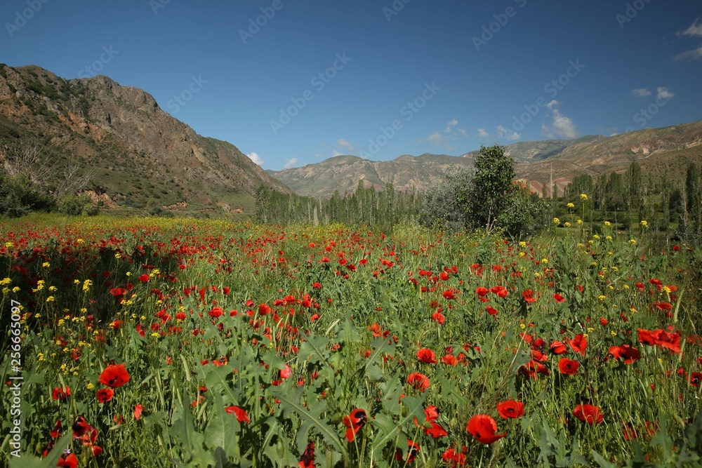 red poppy flowers in a field.artvin/turkey
