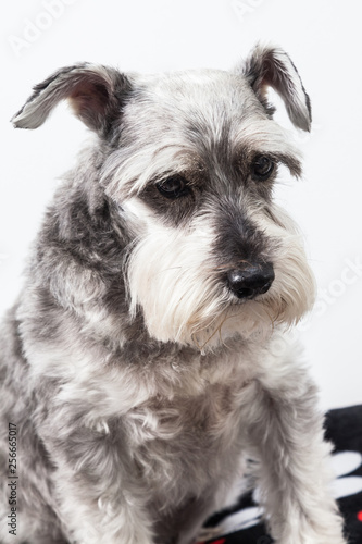 tender pet - miniature Dog Schnauzer 