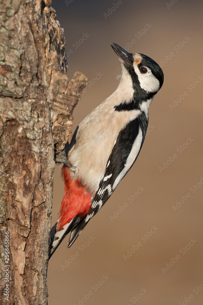 Picchio rosso maggiore femmina (Dendrocopos major) Picchio rosso maggiore femmina (Dendrocopos major)
