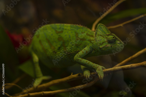 Chamaeleo calyptratus (Veiled Chameleon) is sitting on a branch of a tree. Black background.
