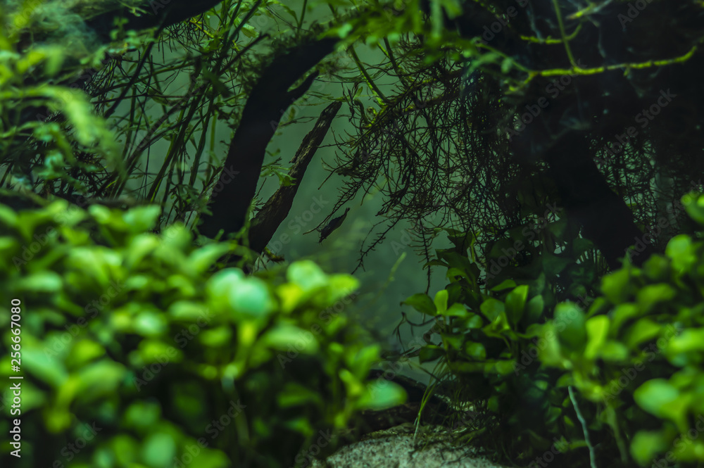 Fototapeta premium Dwarf shrimps in a mini aquarium